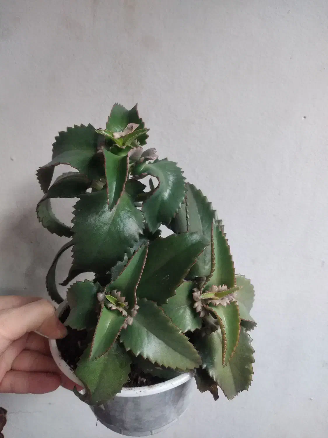 حرااج گل|حراج|اردبیل, |دیوار