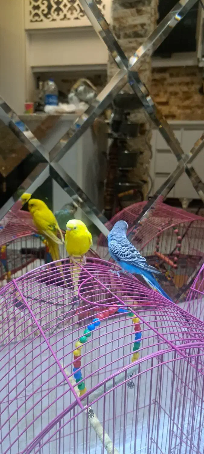 یک جفت مرغ عشق اهلی|پرنده|تبریز, |دیوار