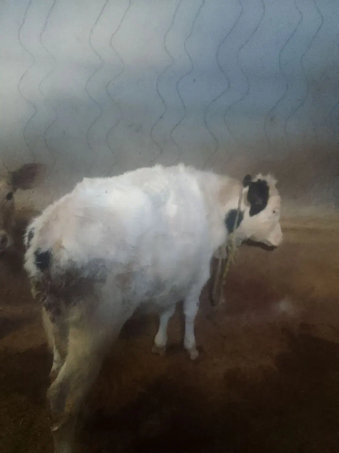 سه عدد گوساله نر|حیوانات مزرعه|هریس, |دیوار