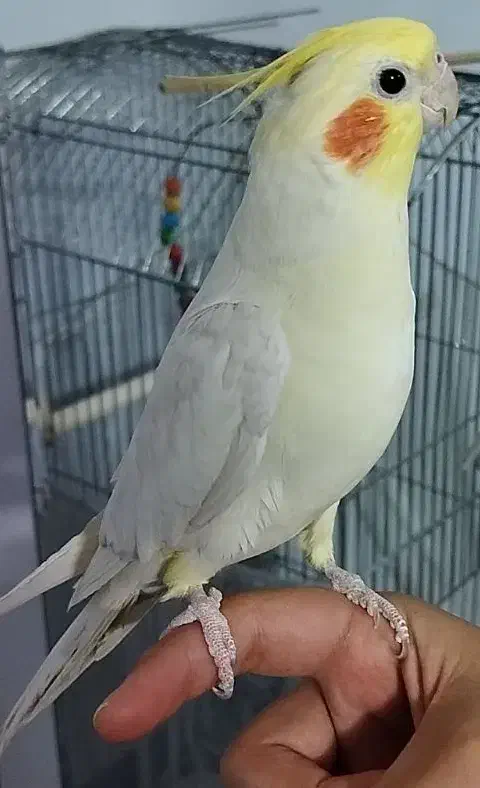 عروس هلندی|پرنده|سبزوار, عظیمیان|دیوار