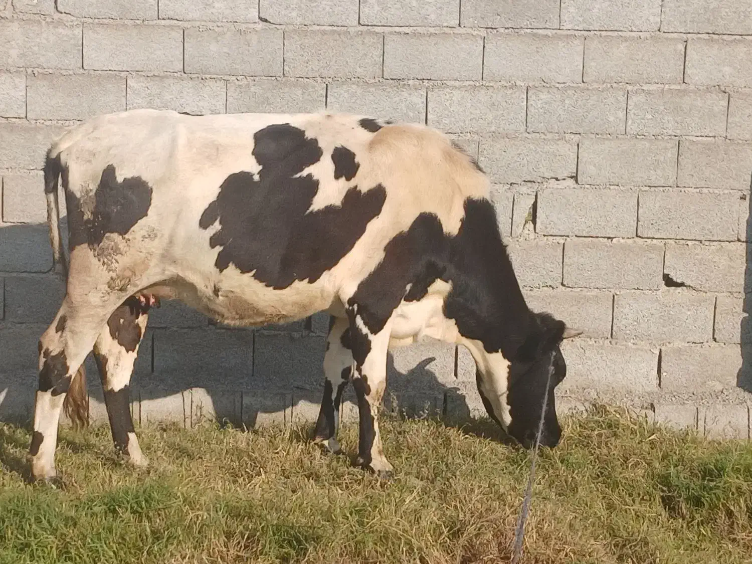 گاو هلشتاین وگوساله نر|حیوانات مزرعه|لولمان, |دیوار