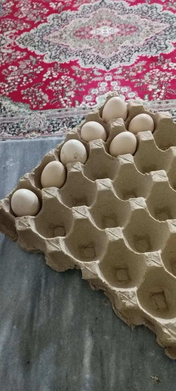 تخم لاری نسل دار|حیوانات مزرعه|خوی, |دیوار