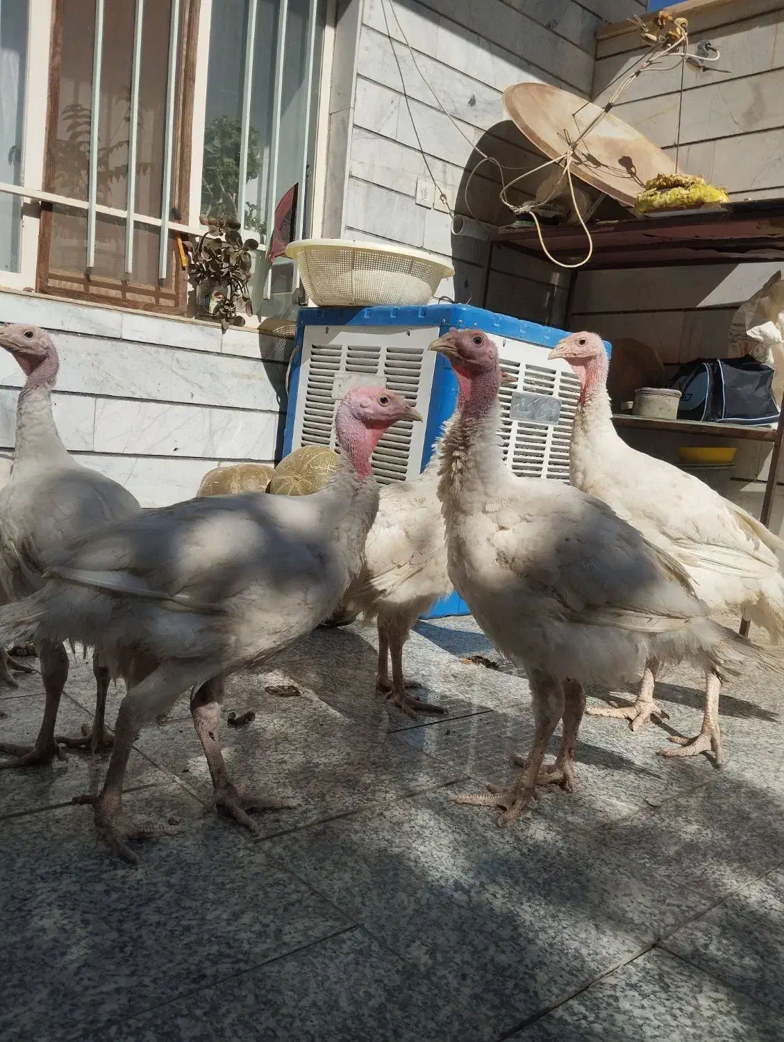 بوقلمون بیوتی|حیوانات مزرعه|همدان, |دیوار