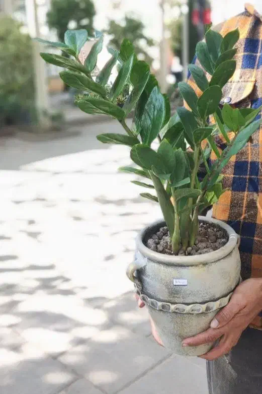 گیاهان سالم و تازه، بدون ریسک خرید|گل مصنوعی|مشهد, حجاب (شهرک غرب)|دیوار