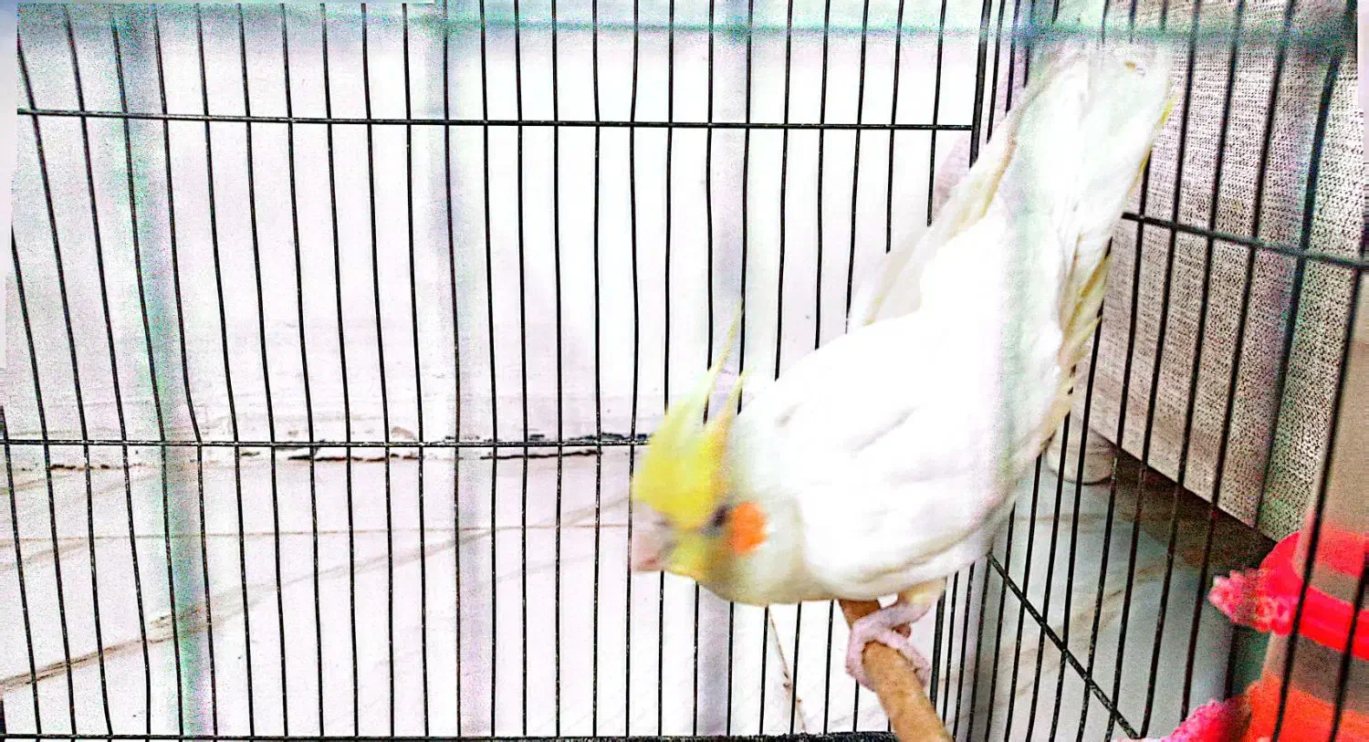 فروش عروس هلندی|پرنده|دهلران, |دیوار