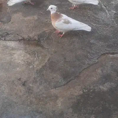 دوتا طوق زرد ماده و ی جوجه تهرانی ابلغ|پرنده|امیدیه, |دیوار