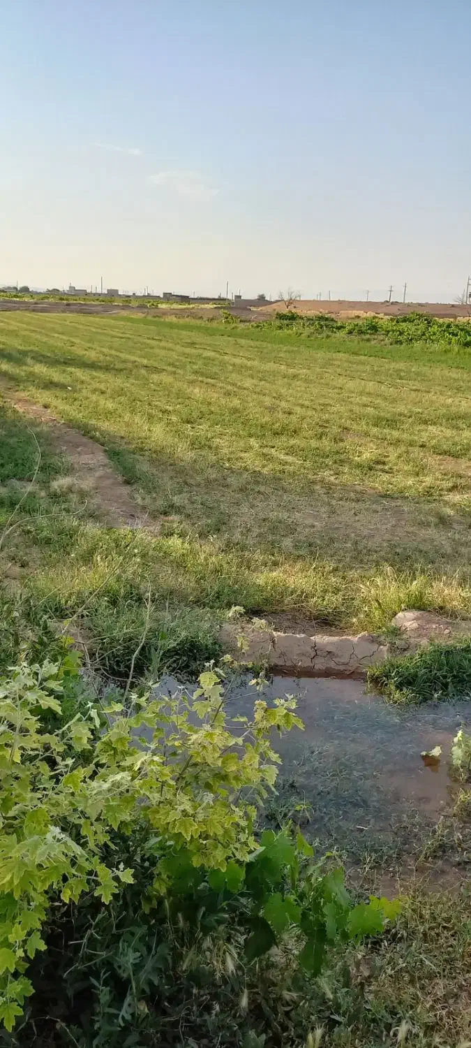 باغ انگور|فروش دفتر صنعتی، کشاورزی، تجاری|دشتابی, |دیوار