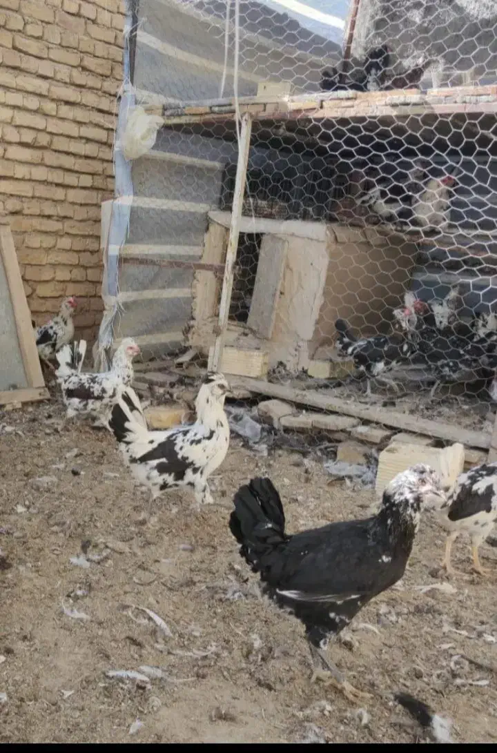 تخم نطفه دار گلین چهل تاج ریشو|حیوانات مزرعه|خمینی‌شهر, |دیوار