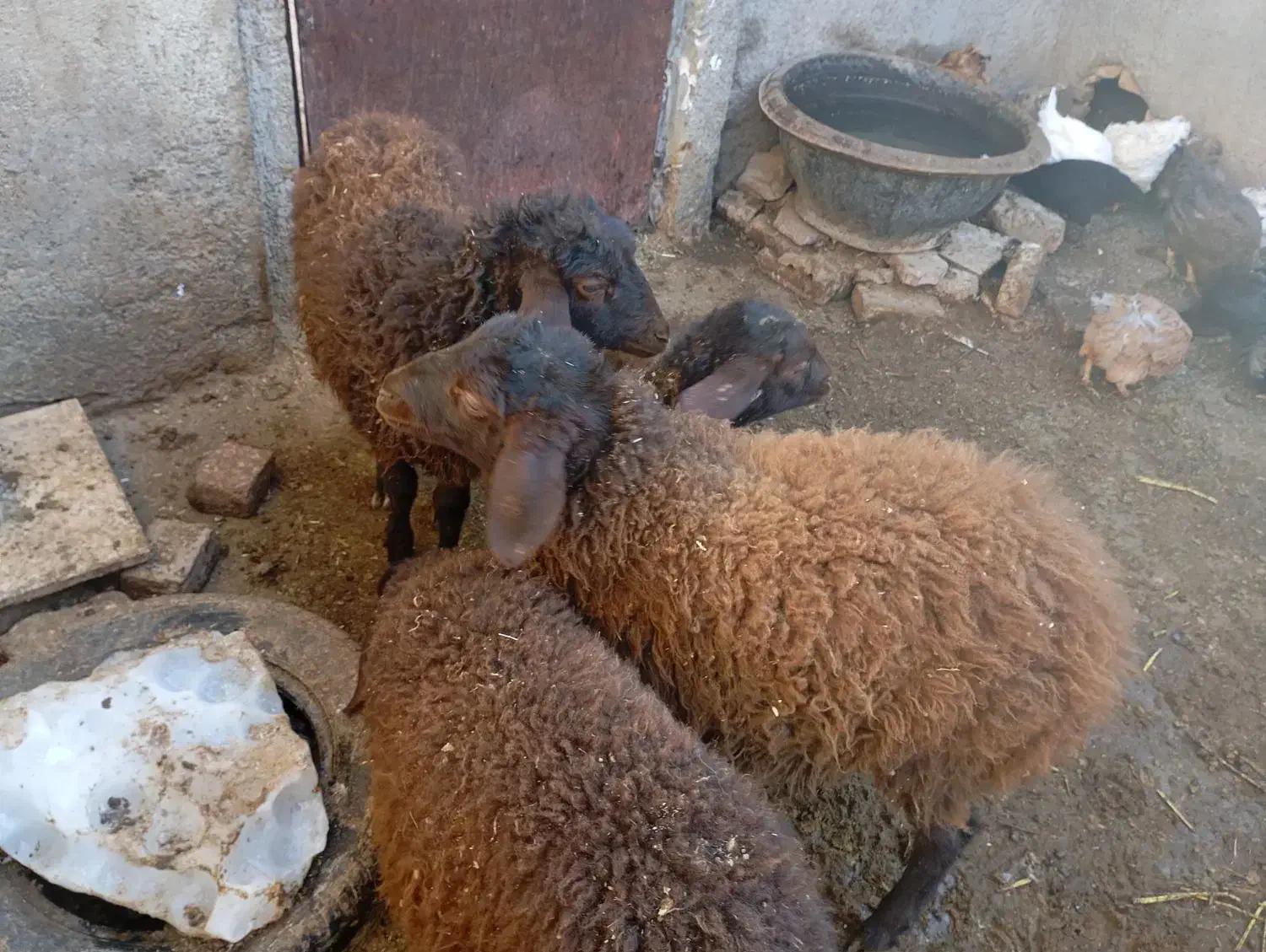 پنج عدد بزغاله|حیوانات مزرعه|نیشابور, دربقاضی|دیوار