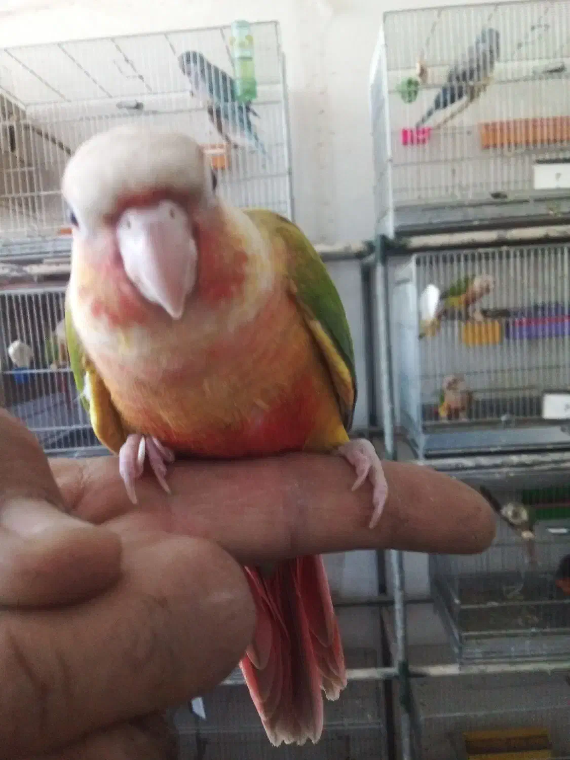 گرینچیک  آناناسی دبل رد.|پرنده|آباده, |دیوار