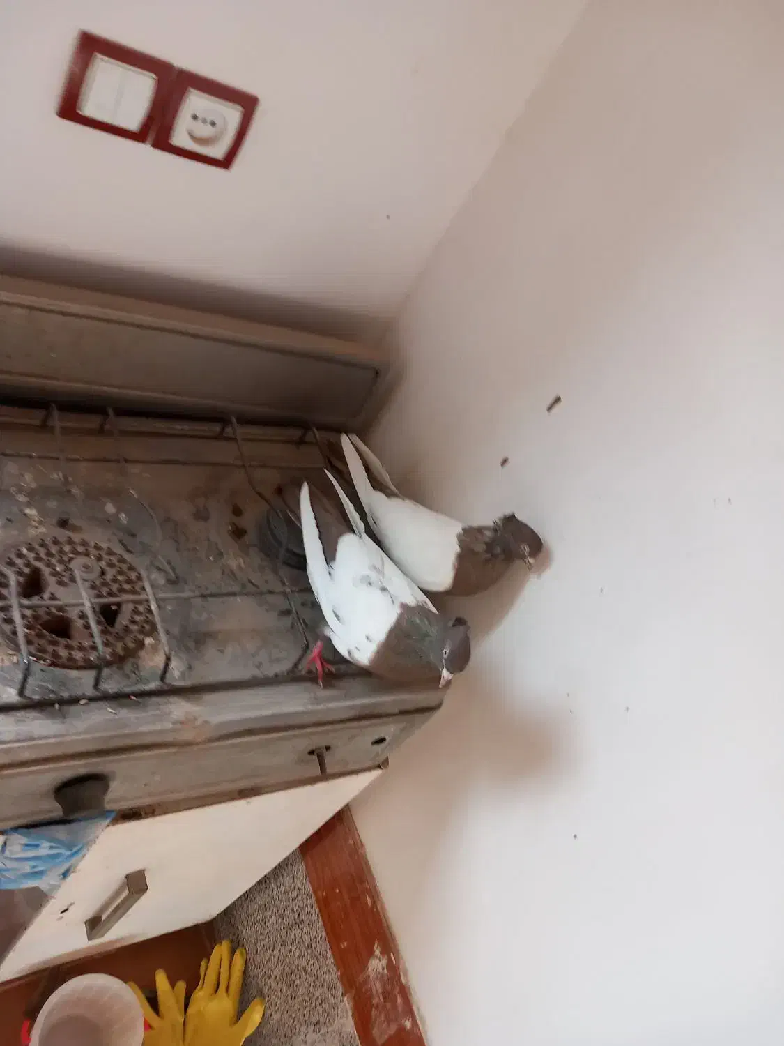 سینه فیلی یا فیلی کینح|پرنده|ملکان, |دیوار