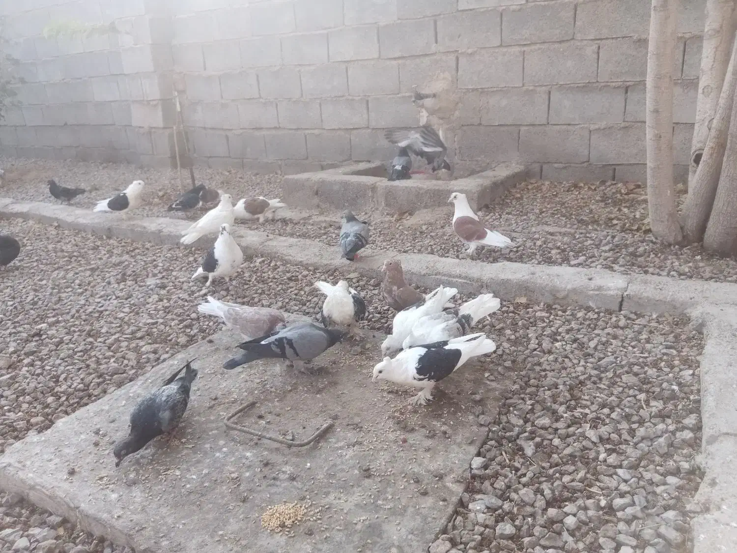 کفتر ارسنجون|پرنده|شیراز, ارم|دیوار