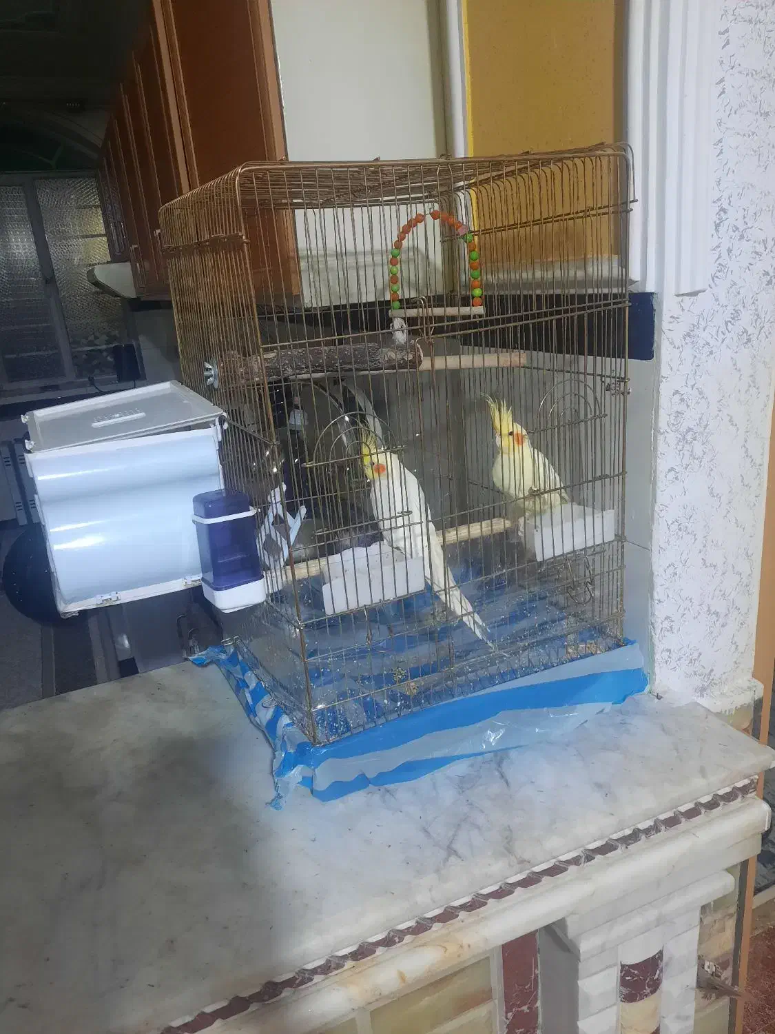 عروس هلندی نر و ماده|پرنده|ارومیه, |دیوار