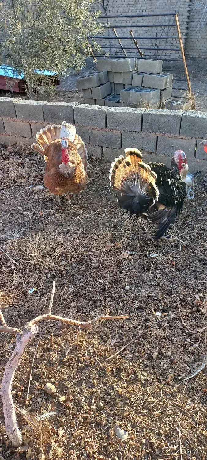 بوقلمون|حیوانات مزرعه|هشتگرد, قاسم آباد بزرگ|دیوار