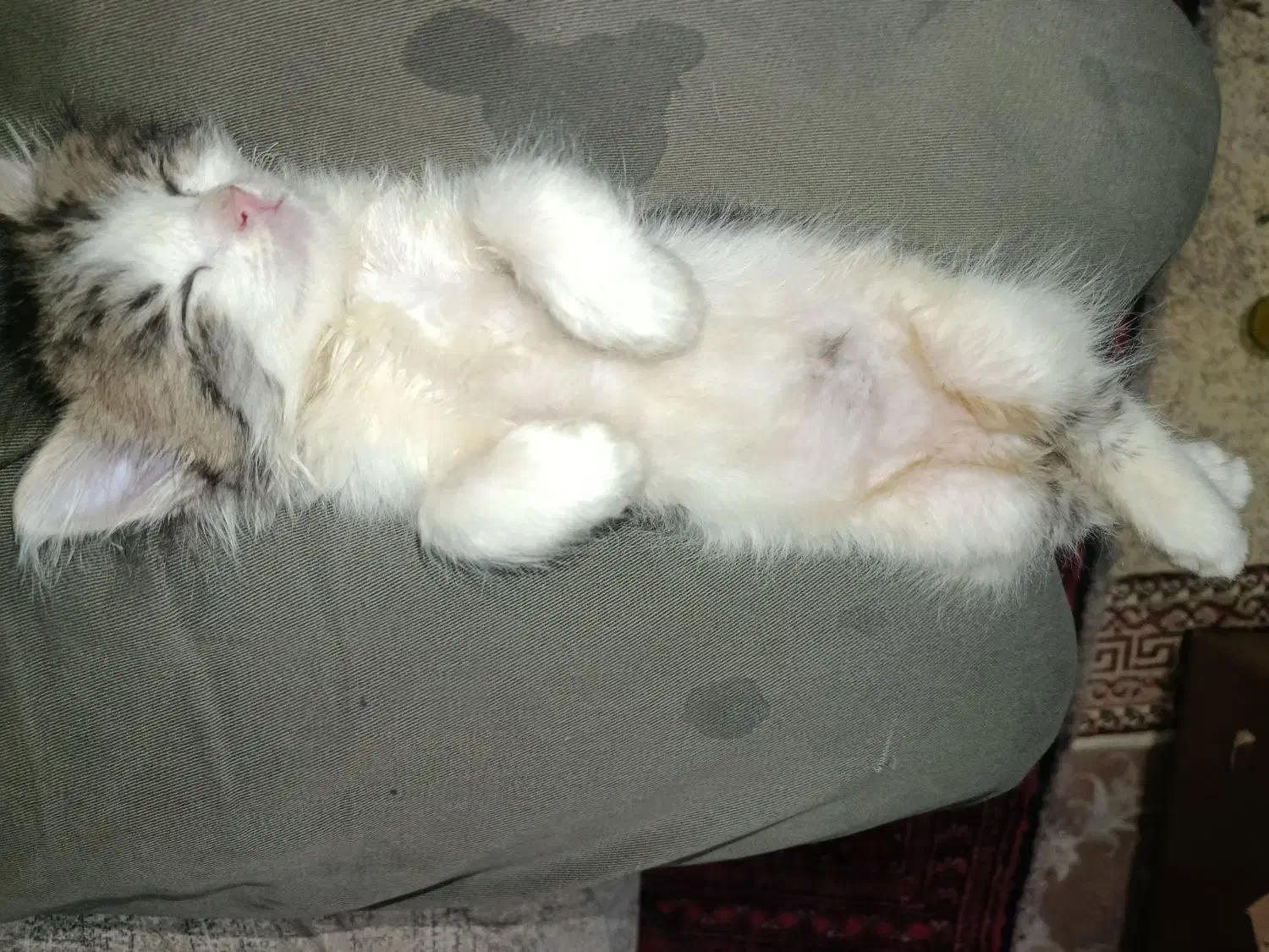 واگذاری بچه گربه خوشگل و شیطون|گربه|تهران, استخر|دیوار