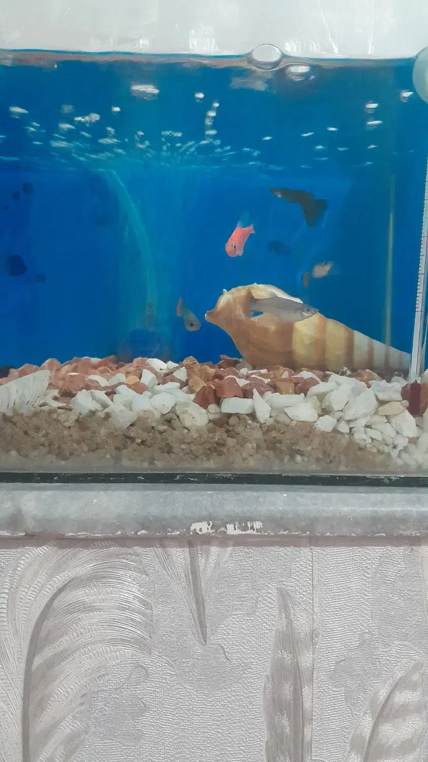 ماهی کوپی وقرمز|ماهی|اهر, |دیوار