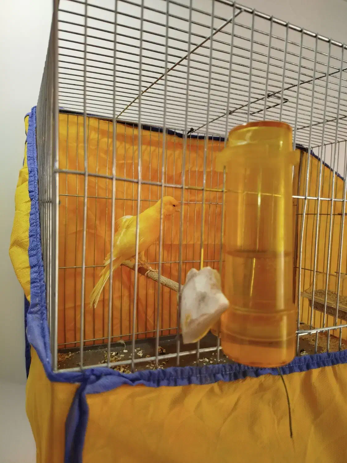 قناری پرتقالی بزرگ بسیار سالم نرباقفس|پرنده|ساوه, |دیوار