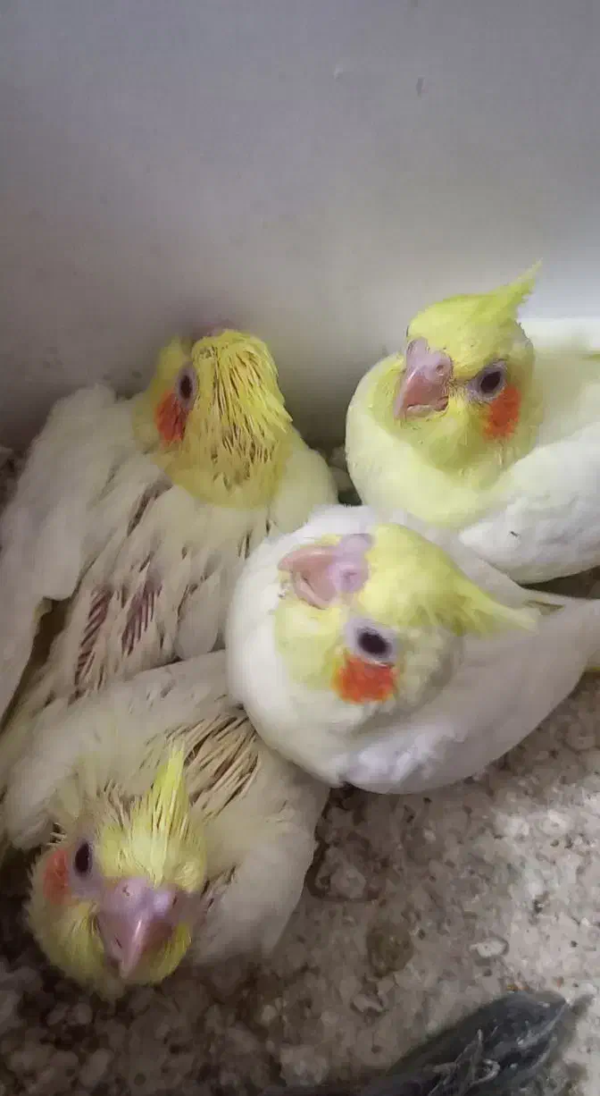 جوجه عروس هلندی|پرنده|اندیمشک, |دیوار