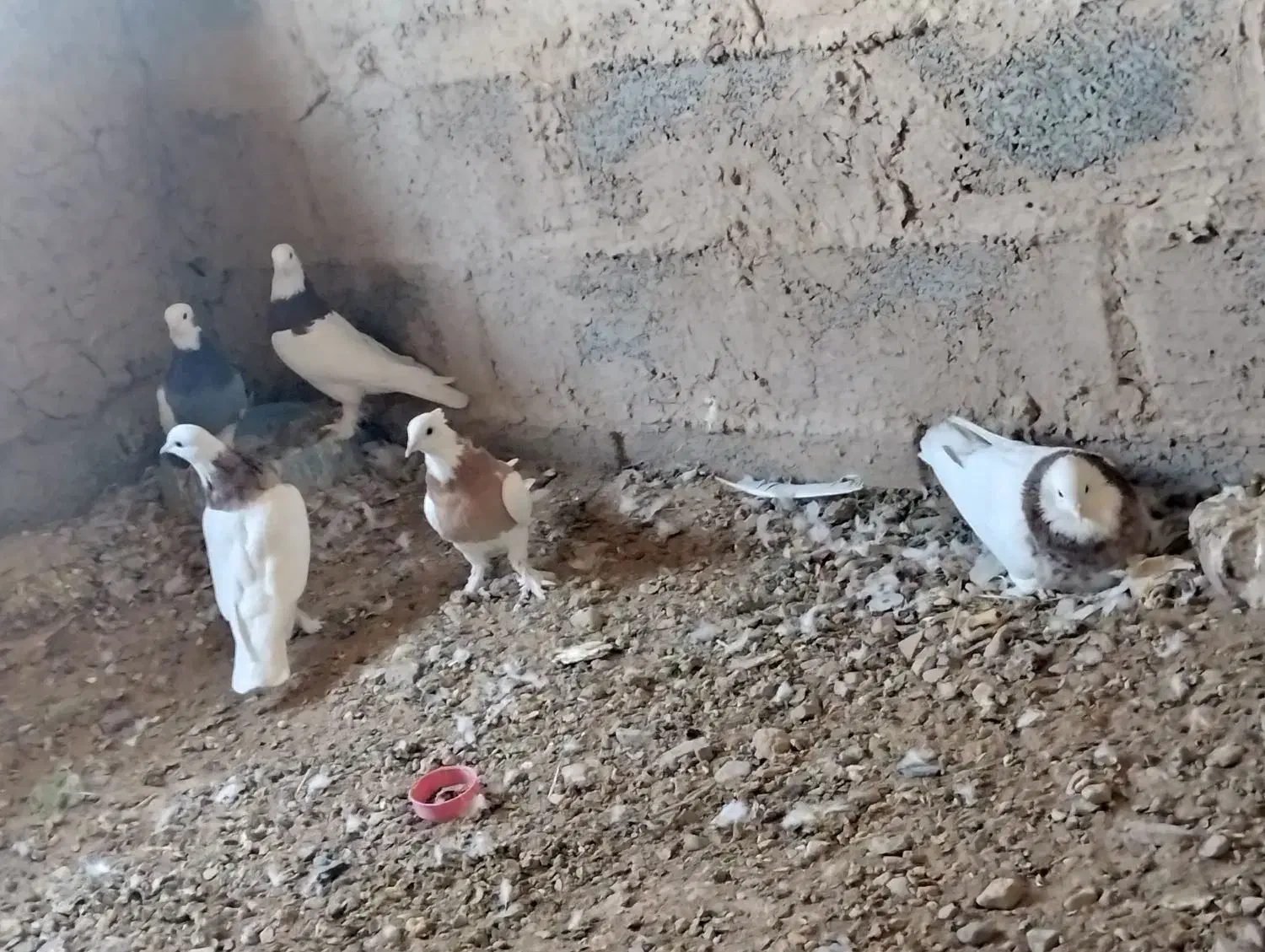 کفتر طوقی|پرنده|قائن, |دیوار