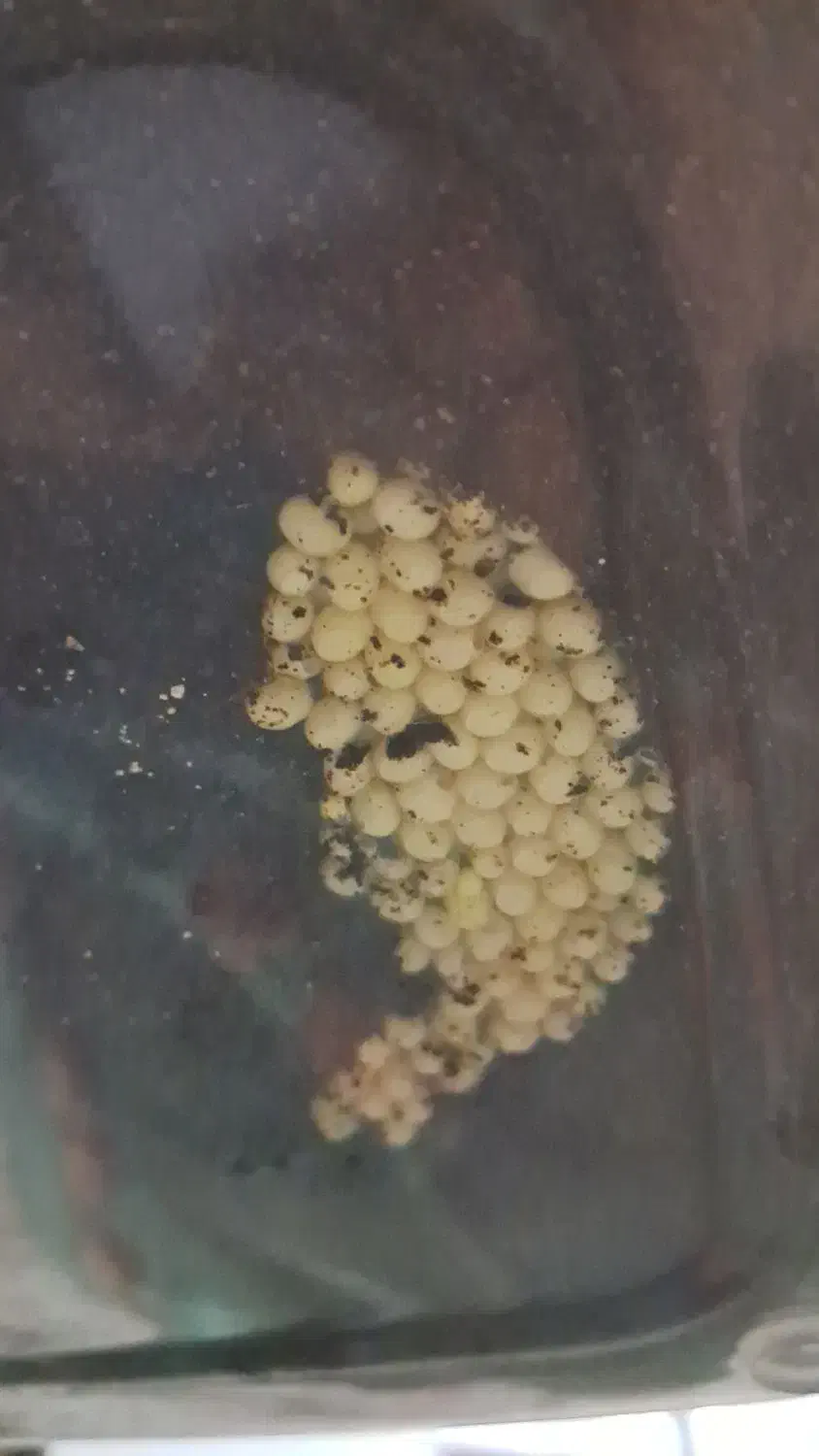 حلزون آچاتینا|خزنده|یزد, |دیوار