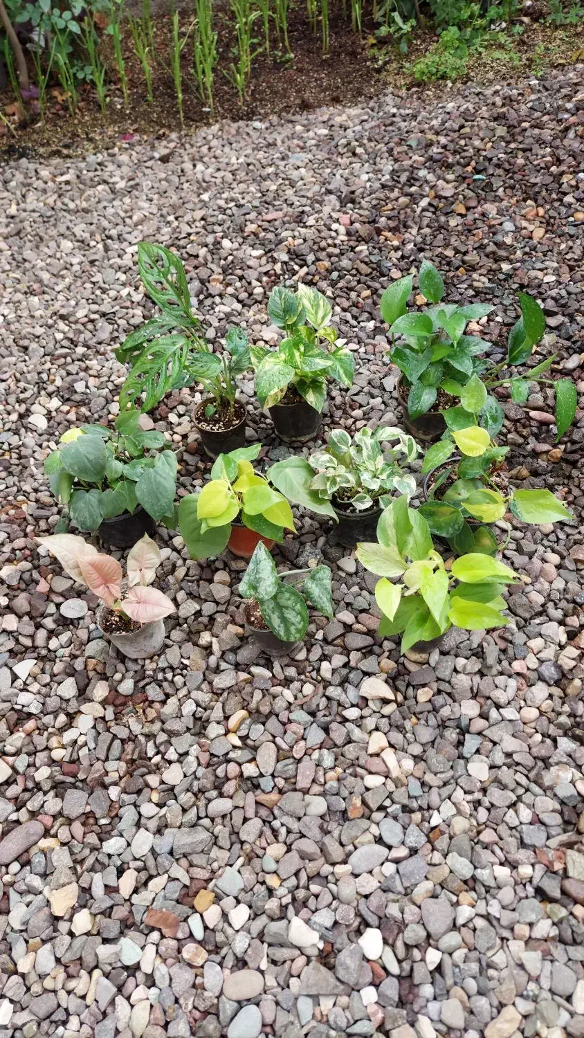 سانسوریا|گل و گیاه طبیعی|رشت, کوی طالقانی|دیوار