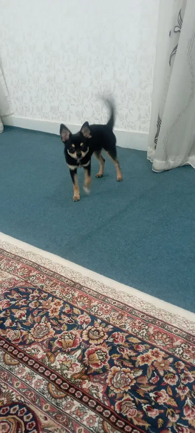 سگ خیلی سایزه ریز|سگ|اهواز, کیانپارس |دیوار