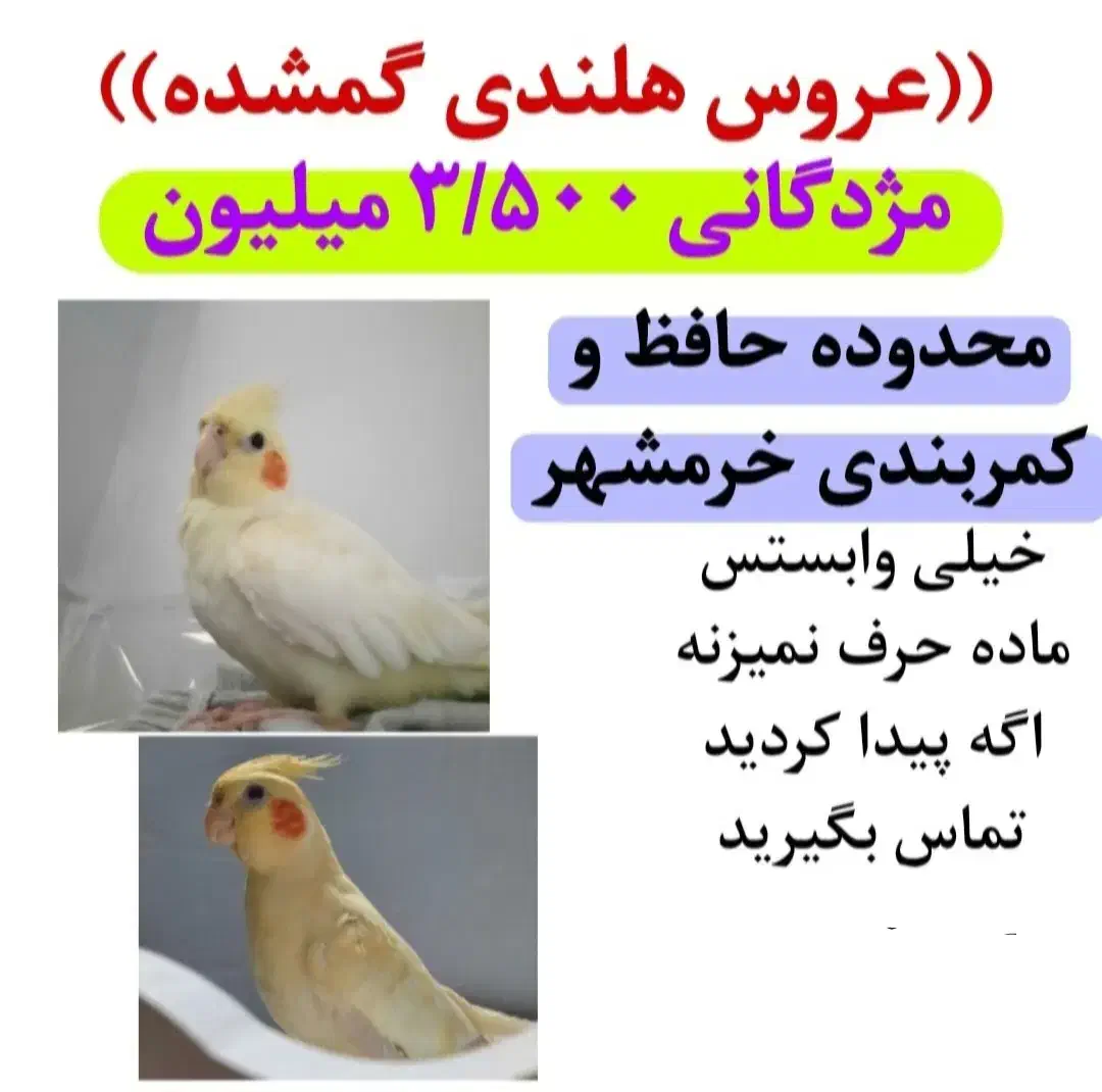 عروس هلندی گمشده|حیوانات|کازرون, |دیوار