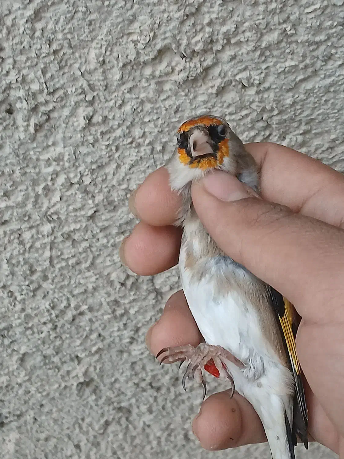 سهره قلدر|پرنده|بجنورد, |دیوار