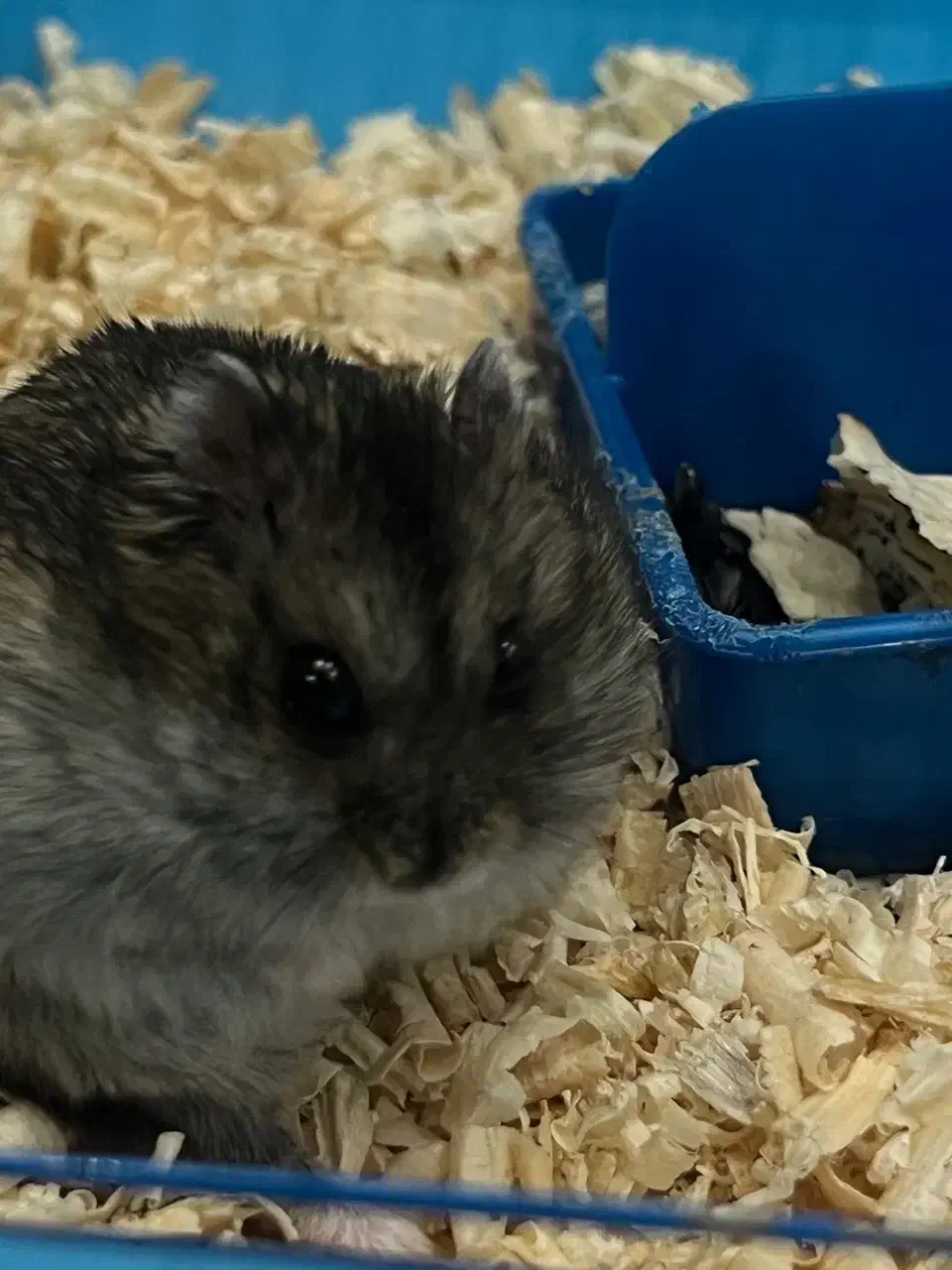 همستر بند انگشتی|موش و خرگوش|سلماس, |دیوار