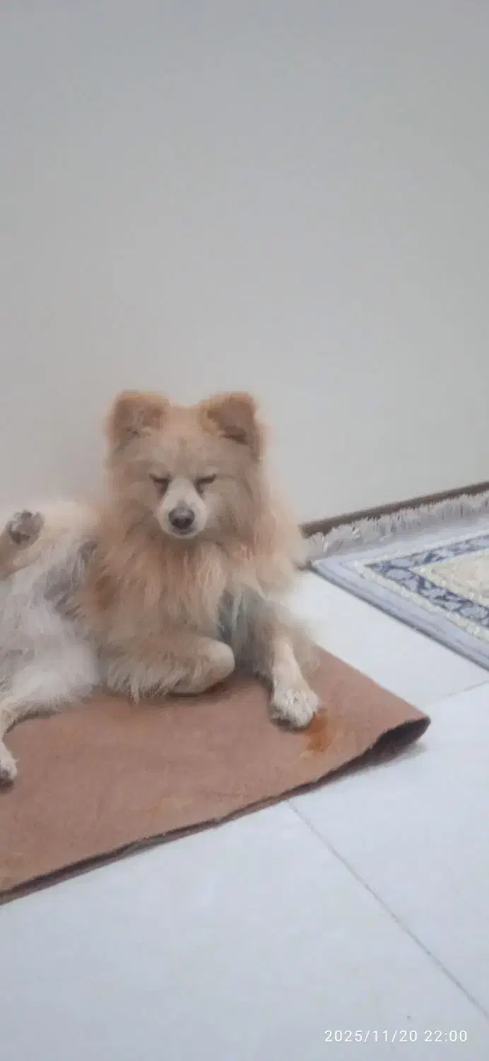 سگ پارامین|سگ|شاهینشهر, مسکن مهر|دیوار