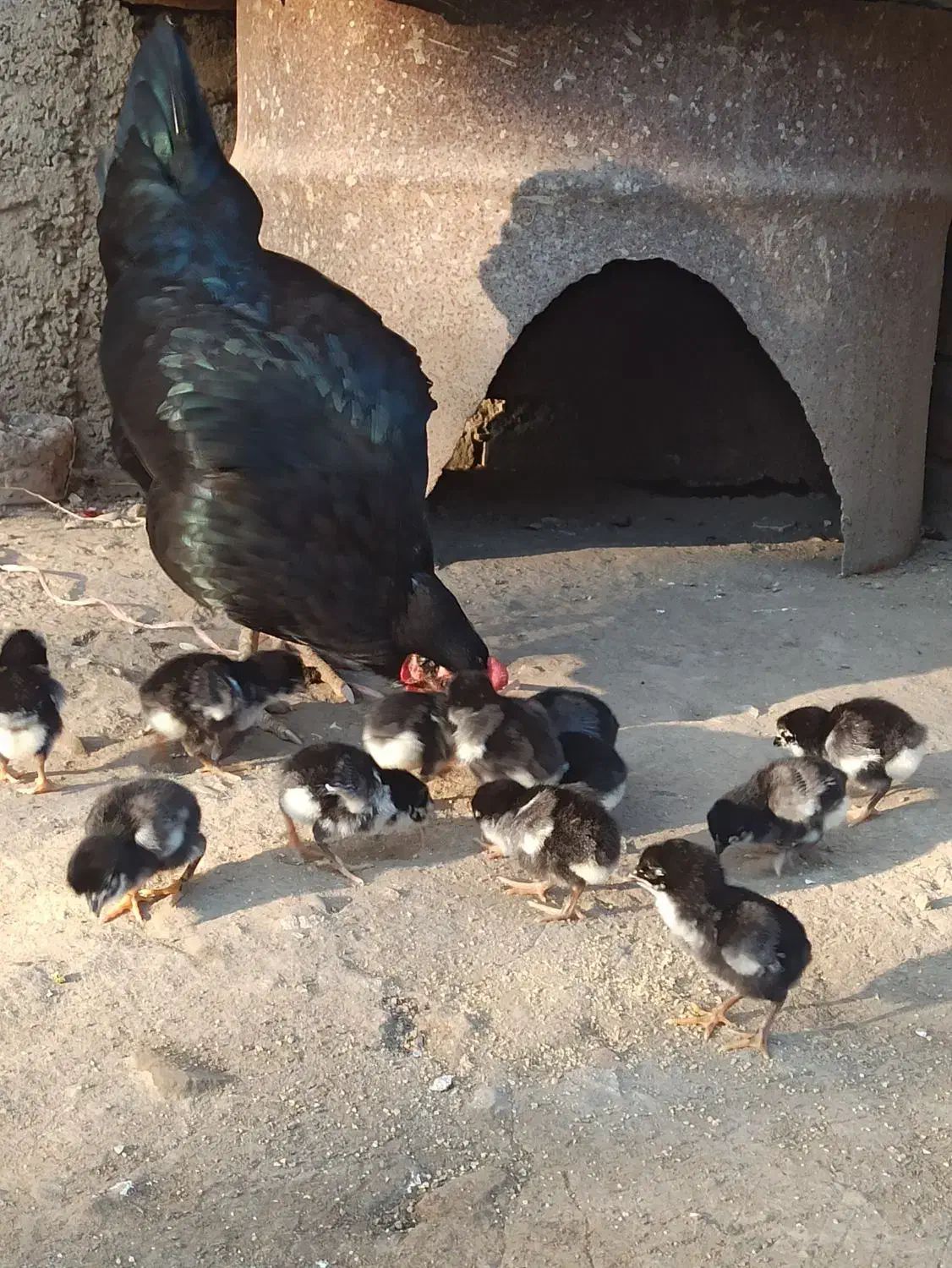 مرغ جوجه دار محلی|حیوانات مزرعه|تاتار علیا, |دیوار