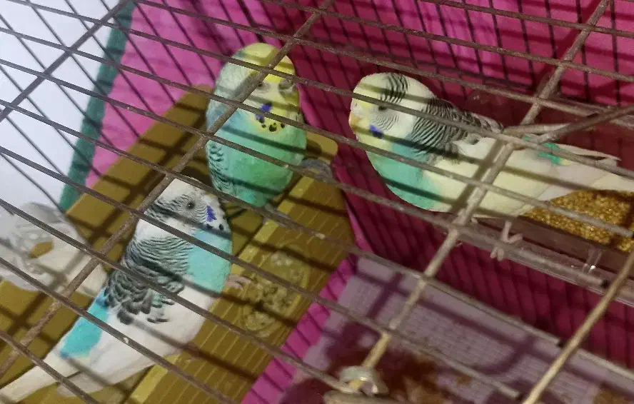 پرنده و قفس|پرنده|رشت, آب و برق|دیوار