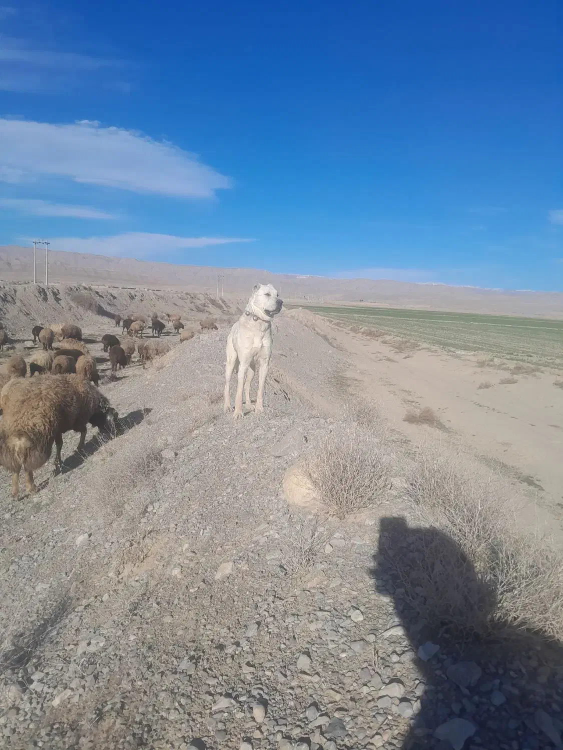 سگ گله|سگ|سیدآباد, |دیوار