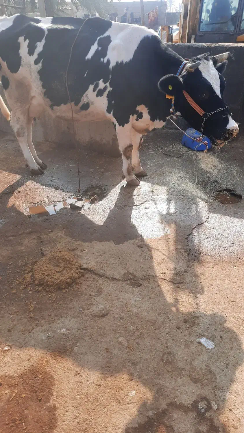 فروش گاو شیری|حیوانات مزرعه|شادگان, |دیوار