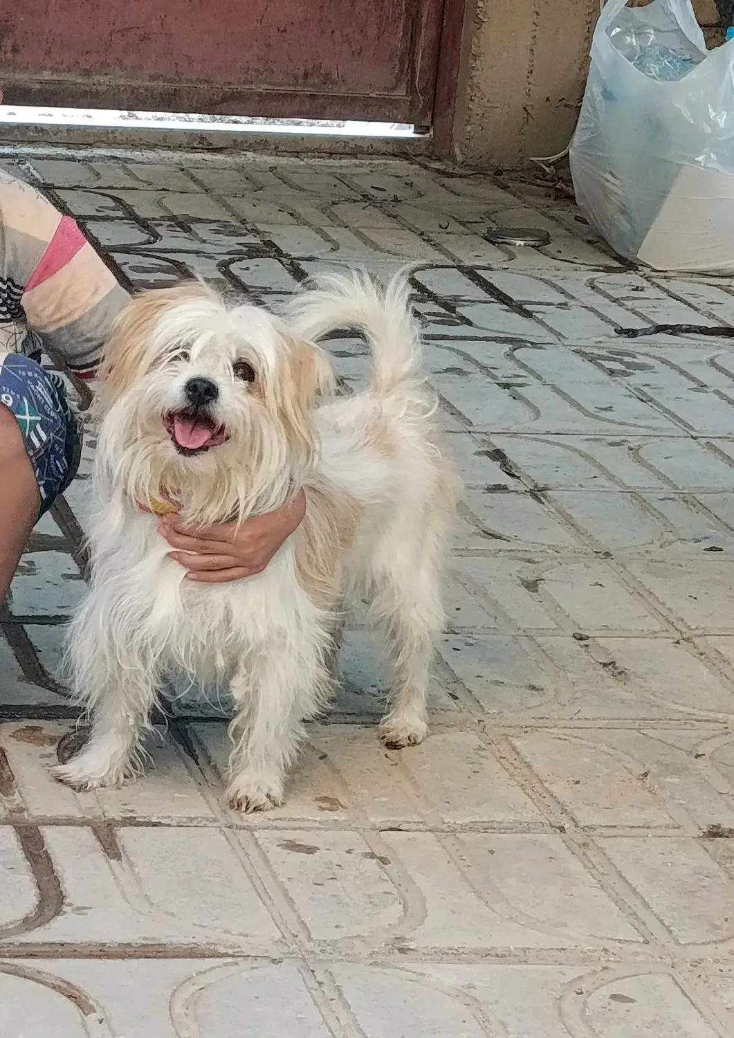 سگ اشپیتز نر|سگ|شیراز, گویم|دیوار