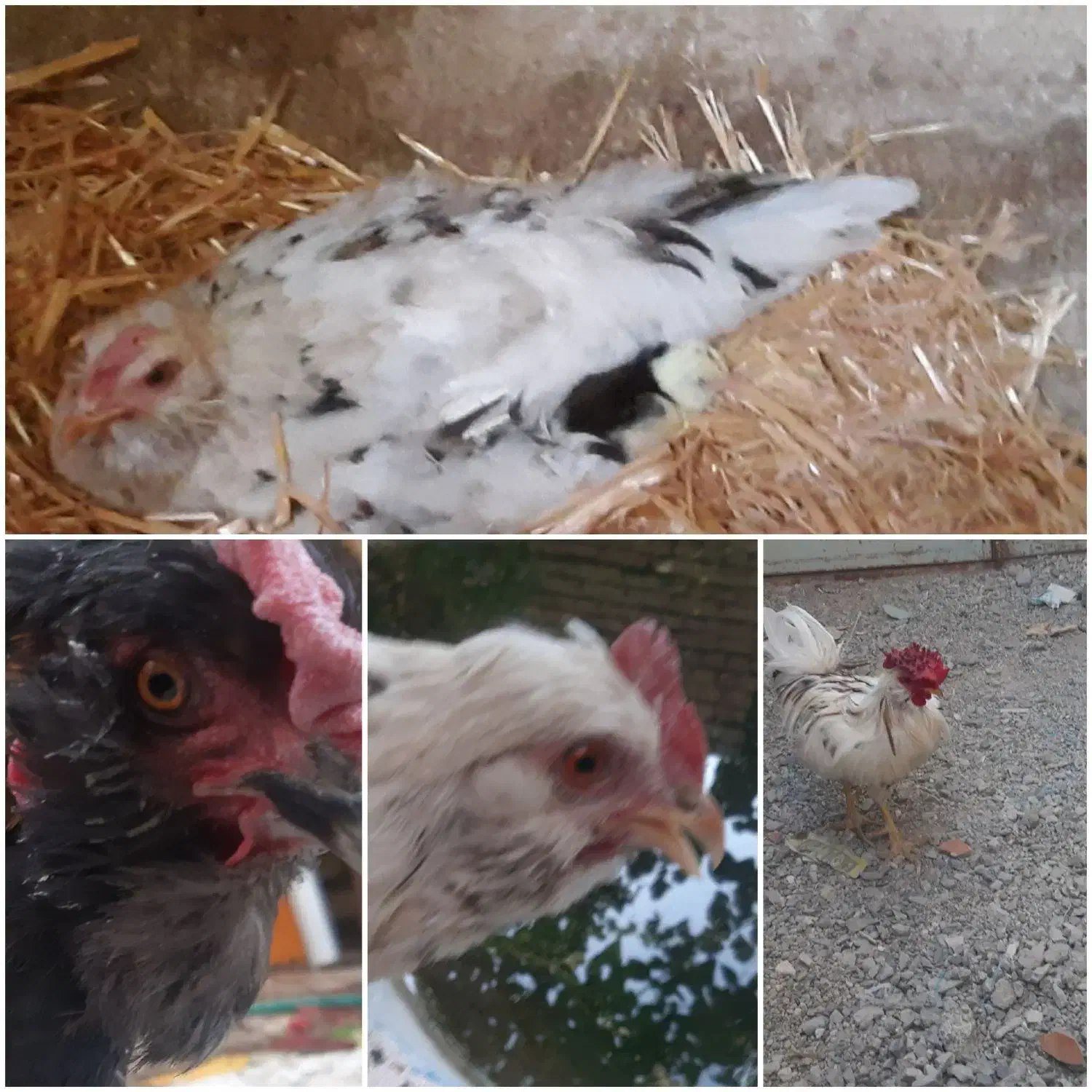 مرغ وخروس گلین ۲۵تا|حیوانات مزرعه|فلاورجان, |دیوار