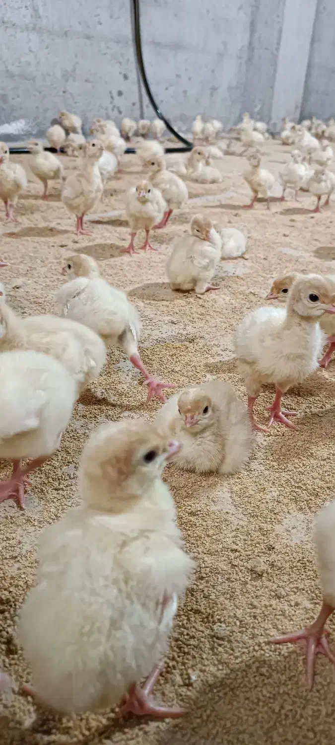 جوجه بوقلمون درجه 1|حیوانات مزرعه|بابل, |دیوار