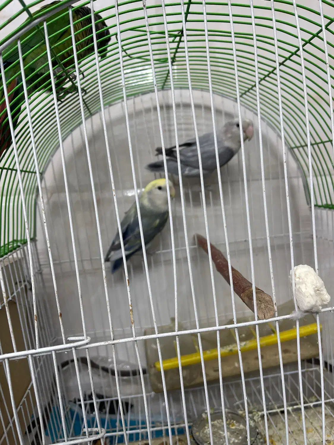 یک جفت طوطی برزیلی به شرط نطفه|پرنده|ارومیه, |دیوار