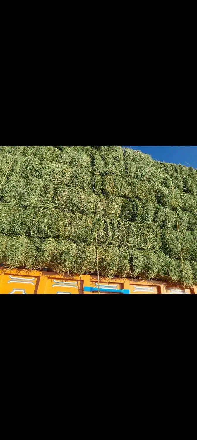 یونجه چین دو|خدمات باغبانی و درختکاری|رشت, پل تالشان|دیوار