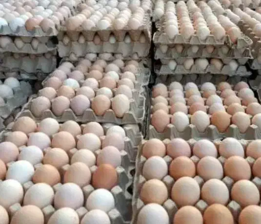 تخم مرغ نطفه دارگوشتی ومرغ مادرصددرصدتضمینی|حیوانات مزرعه|آزادشهر, |دیوار