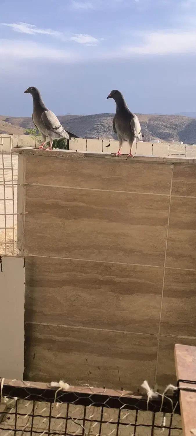 دو تا کبوتر پلاکی مسافتی قیمت توافقی|پرنده|مرودشت, ابوذر جنوبی|دیوار