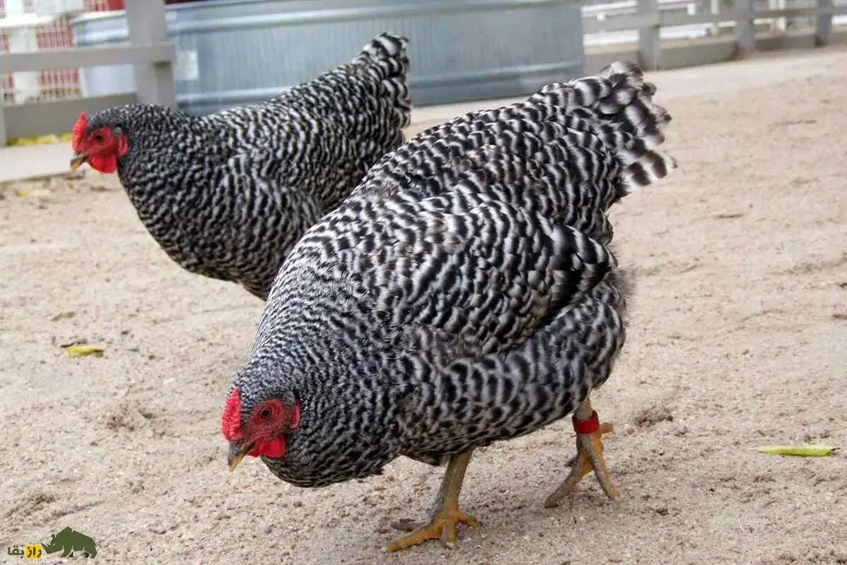 مرغ گمشده|حیوانات|قم, نوقطار|دیوار