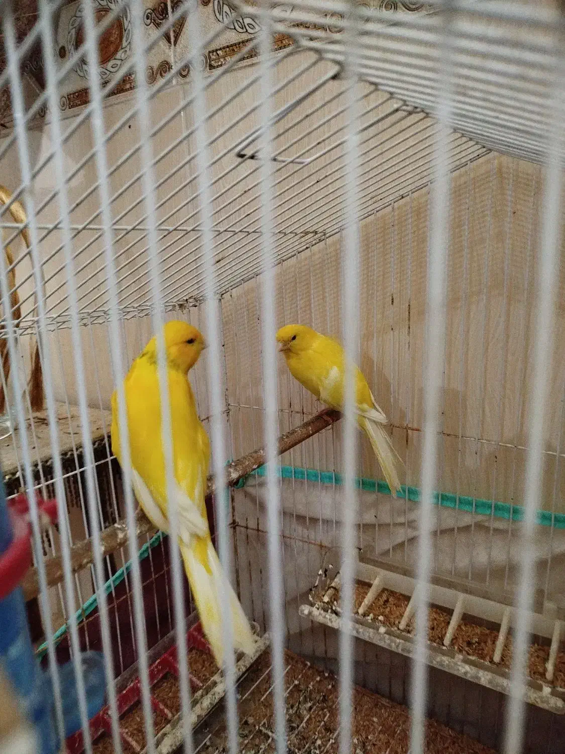 قناری سوپرمولد|پرنده|بوشهر, |دیوار