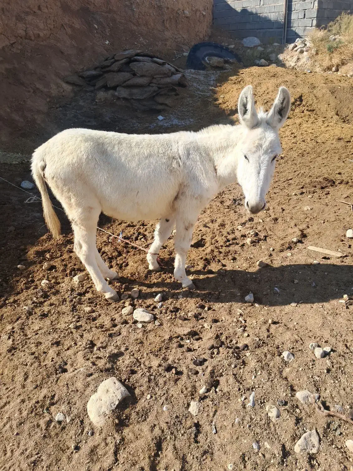 نره خر|حیوانات مزرعه|شیروان (خراسان), |دیوار