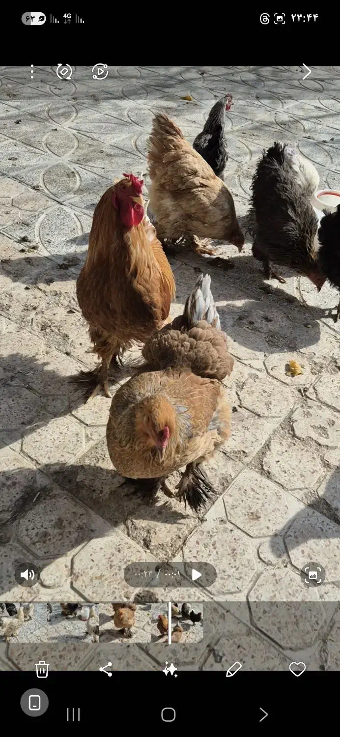 مرغ وخروس برهما خالص|حیوانات مزرعه|ازنا, |دیوار