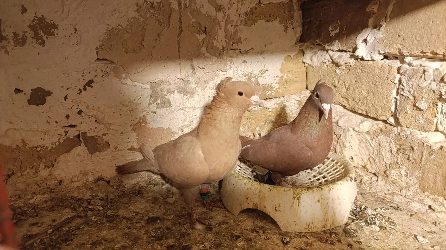 کفتر زرد کرمونی. کرمانی  کاکلی  ماده|پرنده|طرقبه, |دیوار