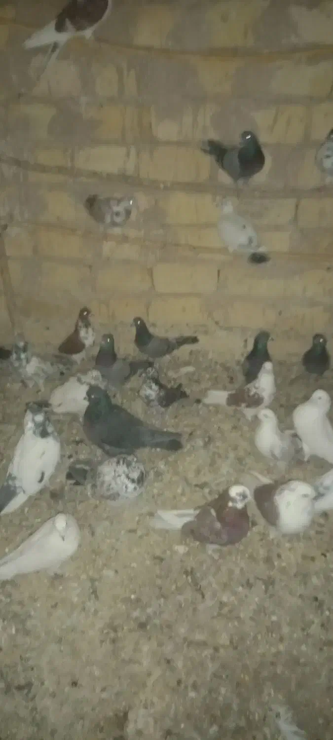 کفتر نرو ماده|پرنده|تهران, بریانک|دیوار