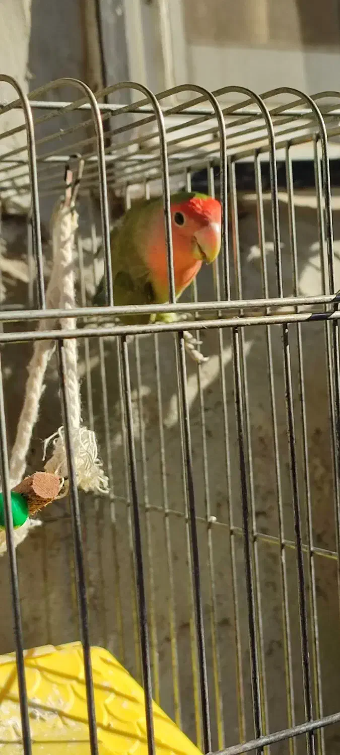 طوطی برزیلی|پرنده|رستم‌آباد, |دیوار