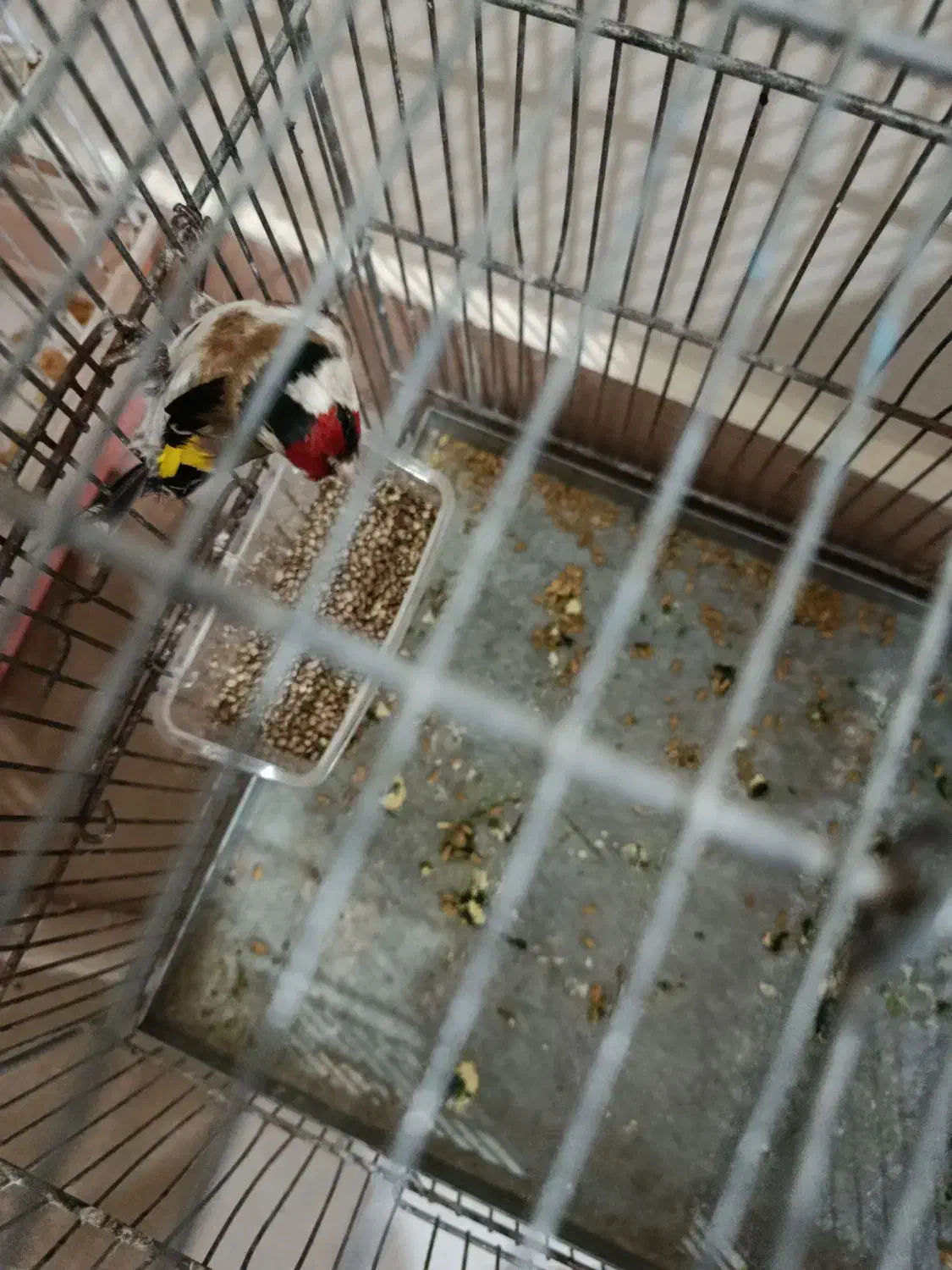 سهره نر|پرنده|محمدیه-قزوین, |دیوار