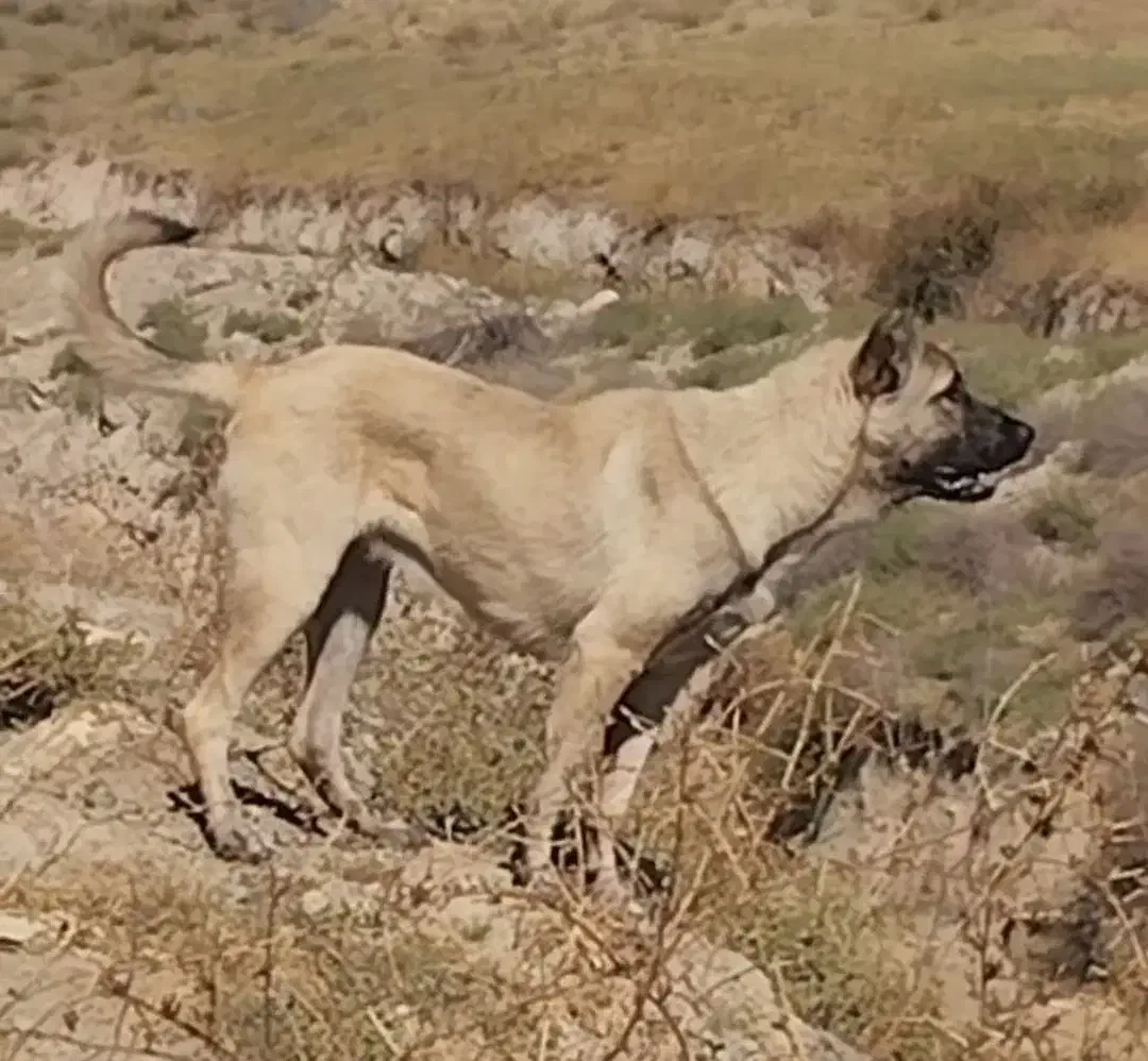 سگ ماده|سگ|مشگین شهر, |دیوار